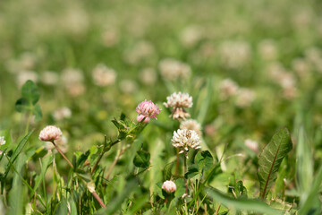 Clover field on a meadow. Flower meadow in pink, white and green. Plants from nature. Clovers background.