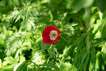 Red flower. Spring flower with green background.