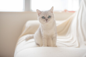 cat on the couch