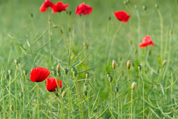 red poppies in the evening light, czerwone maki