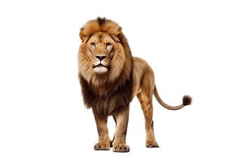 Fototapeta na wymiar Lion Isolated on Transparent Background in Full Body Size. AI