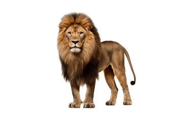 Fototapeta na wymiar Lion Isolated on Transparent Background in Full Body Size. AI
