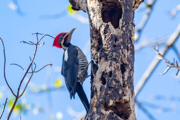 Male Lineated Woodpecker on the Trunk, looking for a Meal (Pica-pau de Banda Branca , Dryocopus lineatus)