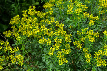 Common rue yellow flowers - Latin name - Ruta graveolens.