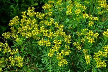 Common rue yellow flowers - Latin name - Ruta graveolens.