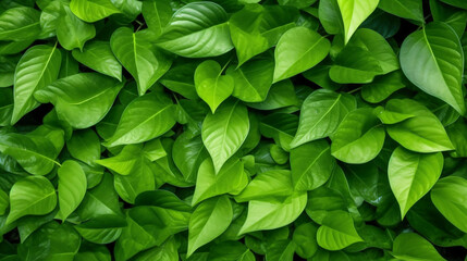 Naklejka na ściany i meble green leaves nature texture background