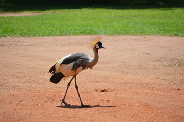 grey crowned crane