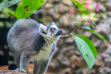 Ring-tailed lemur (Lemur catta) is a large strepsirrhine primate known as maky, maki or hira - ...