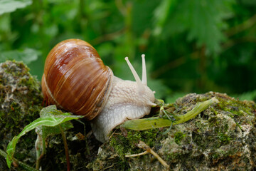 Gros escargot de profil