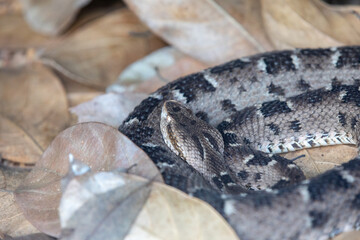 Very common venomous snake in Brazil known as 