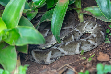 Very common venomous snake in Brazil known as "jararaca Pintada or urutu" (Bothrops neuwiedi)