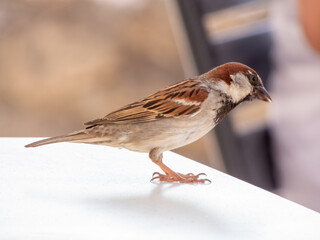 Male Sparrow, passer italiae, isolated, perched on the table of the terrace of a restaurant to eat the remains of food