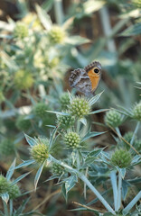 The Gatekeeper, also known as the Hedge Brown. Pyronia cecilia perched on a plant while feeding on eryngium campestre