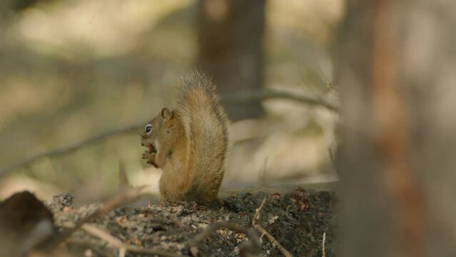 Cute Squirrel with Fluffy Tail in Forest Woodland Nibbling Nuts