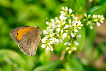coenonympha pamphilus butterfly on a flower in the garden