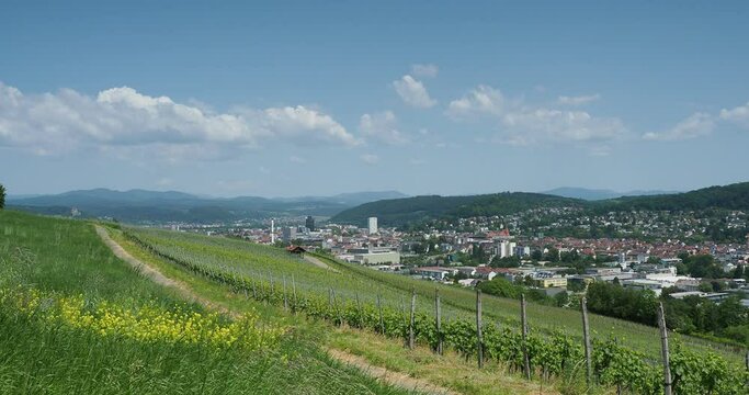 Die Stadt L&ouml;rrach, Hauptstadt des Markgr&auml;flerlandes. Herrliche Ausblicke auf die Stadt aus Tullinger Weinbergen
