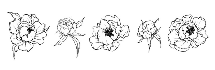 Set of sketches of peony flowers and buds. Vector graphics.