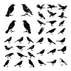 simple bird silhouettes collection for icon logo or element