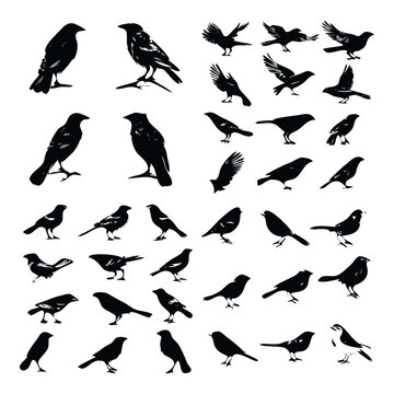 simple bird silhouettes collection for icon logo or element