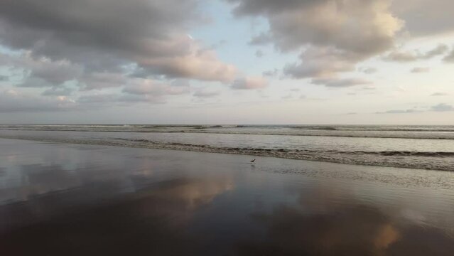 Bird walking in the sand and flying away from a low wave at a deserted tropical beach, Bejuco Beach, Costa Rica