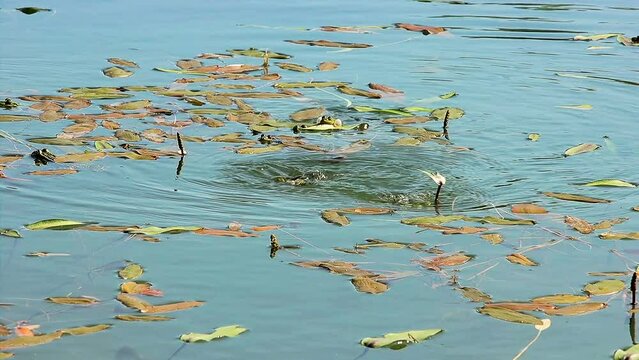 Green frogs rest in a pond, their throat pouches swell and quarks and tussles begin