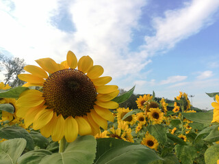 Sunflowers in the field with blue sky.