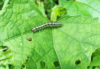 caterpillar on leaf - obrazy, fototapety, plakaty
