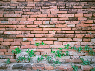old brick wall. little tree growing through wall. Old brick.  Grunge wall. Ancient wall.