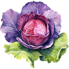 Obraz premium Bold Colors and Distinct Flavor of Fresh Red Cabbage in this Artistic Illustration