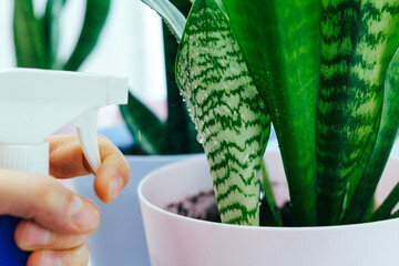 Concept of a home garden. Springtime, wipes the dust with a rag from the leaves