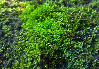 Moss on a rock face. green moss growing on old stones.