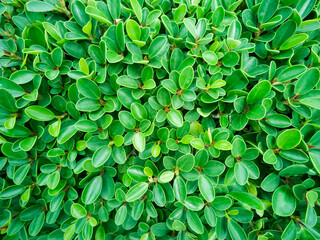 green leaf wall. green leaves background. nature background. green leaves.