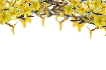 arch of yellow flowering forsythia isolated on transparent background, springtime decoration overlay texture of an early bloomer
