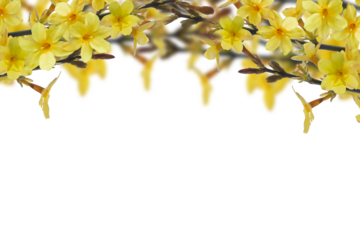 arch of yellow flowering forsythia isolated on transparent background, springtime decoration overlay texture of an early bloomer