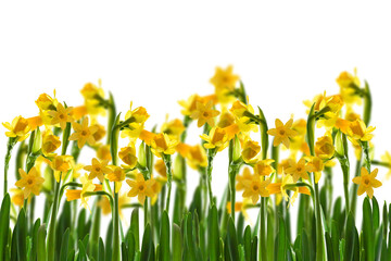 fresh yellow daffodil flower bed isolated on transparent background, overlay texture for happy easter greetings in spring © winyu
