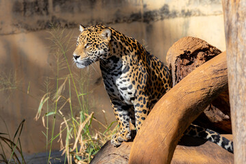 Wild Jaguar, Panthera Onca, close up. Brazilian feline