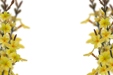 frame of yellow flowering forsythia isolated on transparent background, springtime decoration...