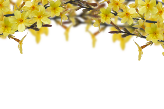arch of yellow flowering forsythia isolated on transparent background, springtime decoration overlay texture of an early bloomer