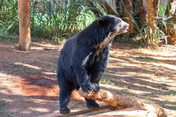 Spectacled bear or Andean bears are a subspecies that lives in South America(Tremarctos ornatus) Portrait and selective focus