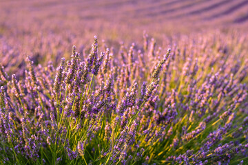 Mesmerizing beauty of a lavender field, where rows upon rows of fragrant violet flowers. Breathtaking countryside landscape on a sunny summer day