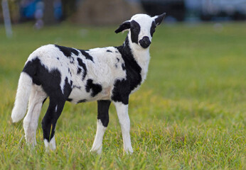 Naklejka na ściany i meble Lamb with black and white spots