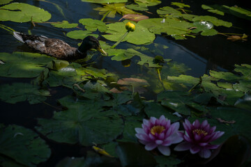 the duck swimming among lilies