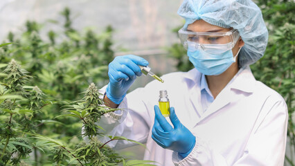 Portrait of scientist with mask checking hemp plants in a greenhouse. Concept of herbal alternative medicine, CBD cannabis oil.