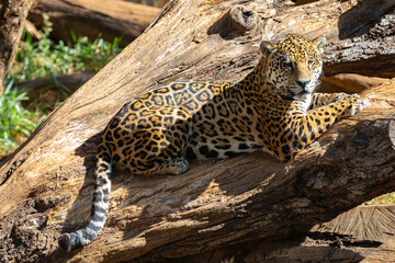 Wild Jaguar, Panthera Onca, close up