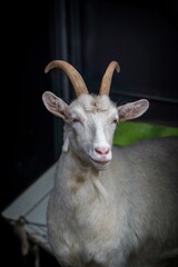 goat portrait on the farm