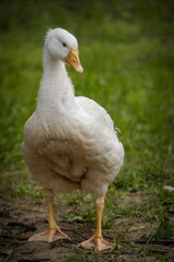 white Domestic goose on the farm