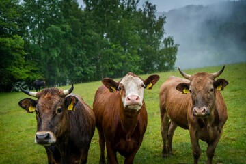 three cows in the pasture