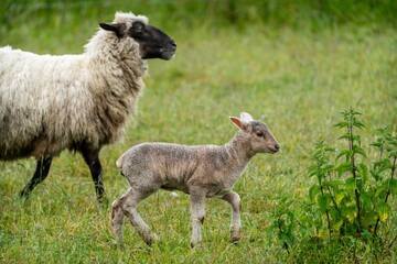 baby bright sheep on the farm