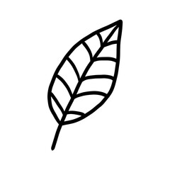 leaf isolated