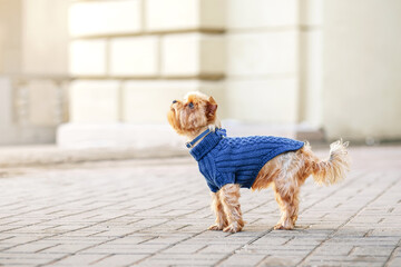 close up portrait of pretty sweet small little dog Yorkshire terrier in pullover outdoor dress, jacket on the autumn city  background